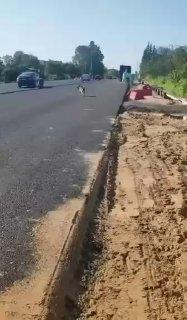 Под Лугой на оживлённую трассу выбежали два волка — самец и самка.