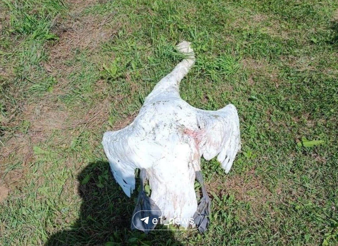 В уральском селе убили лебедя Жители рассказали,что лебедь несколько лет...