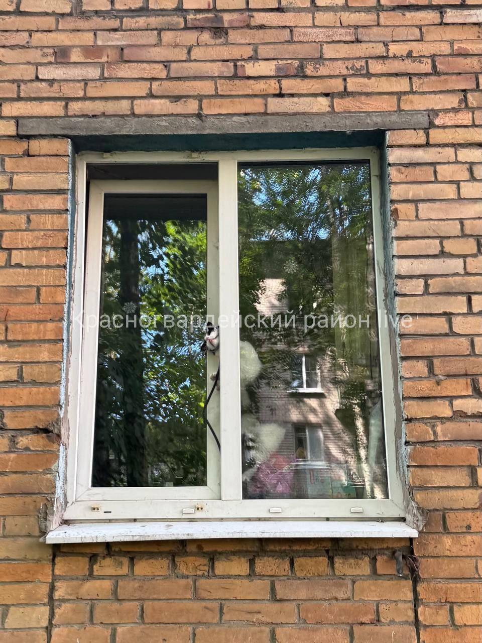 В Петербурге кот едва не задохнулся, застряв в окне. Пушистого спасли неравнодушные прохожие.