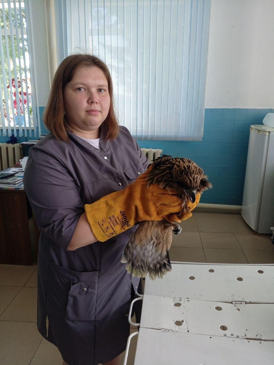 Ачинские ветеринары спасли коршуна, которого мучали дети