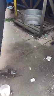 Малыш-котенок чудом выжил в мусоровозе, который сжимает отходы в 6 раз.