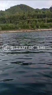 Мишку заметили в Слюдянском районе