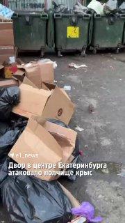 На Вайнера заметили полчище крыс