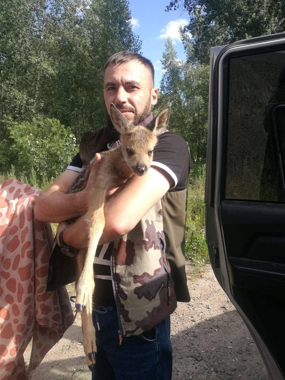 Под Красноярском нашли косулёнка, которого приютили в зоопарке.