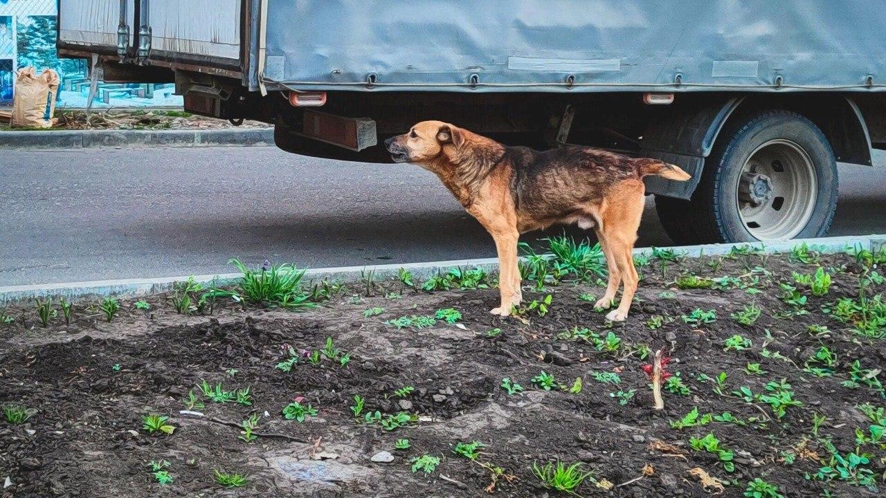 Стаи бездомных собак терроризируют жителей Новосибирска Бродячие псы...