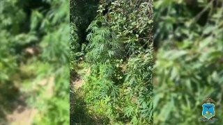 В Белгороде задержали мужчину с конопляной плантацией