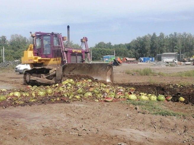В Новосибирске бульдозер превратил в кашу 20 тонн арбузов — плоды признали...