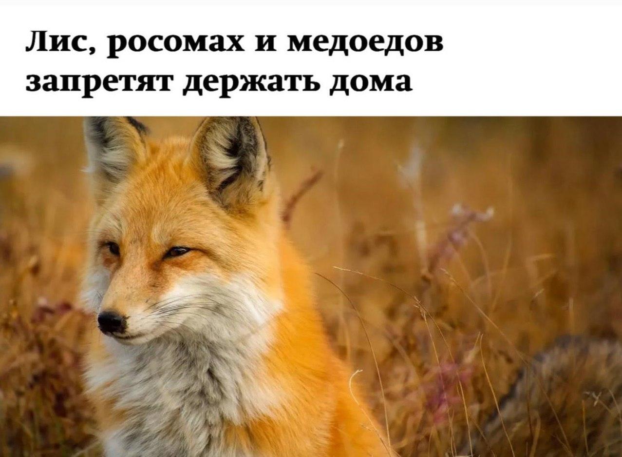 Россиянам запретили держать дома лис, росомах, медоедов, собак динго и диких кошек