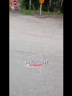 В Кемерове возле детсада «Золотой ключик» стая собак терроризирует жителей – Бастрыкин поручил возбудить дело