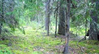 Недетские разборки устроили два огромных медведя в Нижне-Свирском заповеднике...