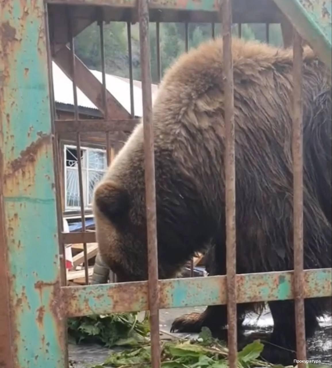 Медведицу Машу определили в приют под Иркутском.
