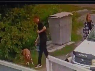 «К такой жестокости невозможно привыкнуть»: в приют «Доброе сердце» подбросили собаку и кошку
