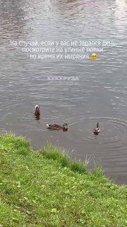 Сходка утят в Преображенском парке. Пернатые развлекают горожан забавными...