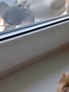 В Петербурге чайка стащила голубя прямо с балкона. 🇷🇺 Источник: ЧП ПИТЕР