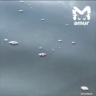 🦀 Крабы катаются на медузах в море в Приморье