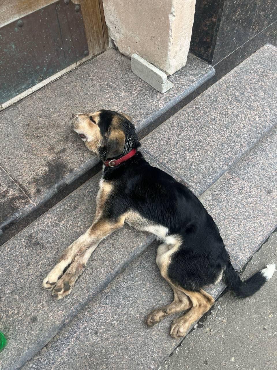 В Лианозово живодер очень долго издевался над собакой, а после бросил...