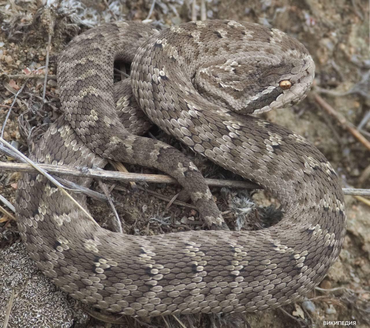 🐍 Мужчина едва не погиб после укуса ядовитого щитомордника под Владивостоком