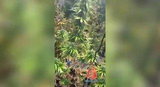 В Красноярском крае задержаны подозреваемые в сбыте наркотиков и незаконном...