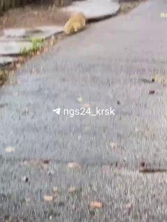 Крыса напала на суслика на о. Татышев в Красноярске.