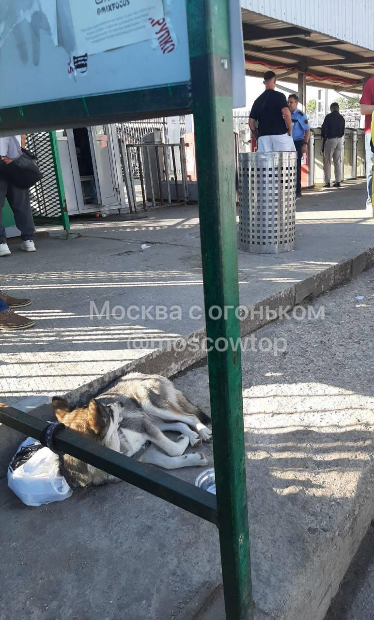 На Станции Царицыно D2 около терминалов оплаты проезда неизвестный привязал...