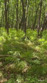 🐻 Грибники встретили медведя вблизи Владивостока