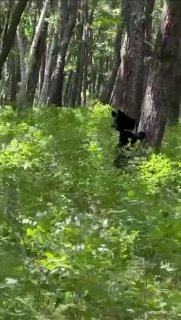 🐻 Грибники встретили медведя вблизи Владивостока