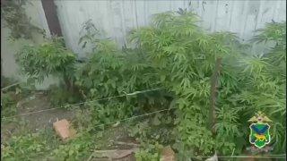 В Приморье женщина вырастила 840 наркосодержащих кустов «для себя» 🌿
