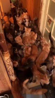 Москвичка завела 30 мейн-кунов в двухкомнатной квартире — коты заполонили комнаты, ванную и коридор.