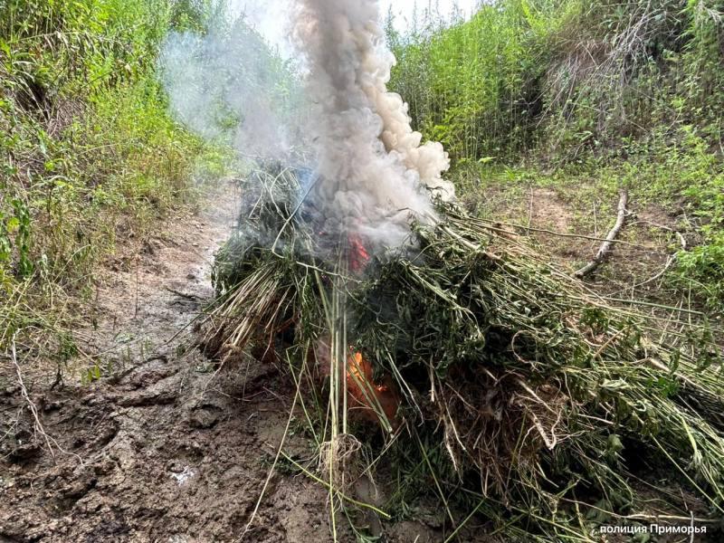 ⚡️ Полицейские  уничтожили 56 тысяч кустов дикорастущей конопли в Уссурийске