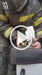 Пожарные спасли котейку из огня в Боготоле. Людей внутри...