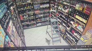 Кот прибежал в магазин, опрокинул несколько бутылок водки и убежал в...
