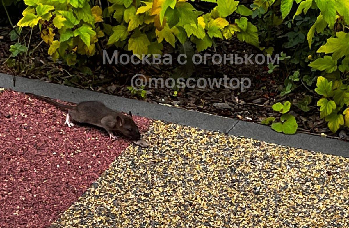 В ЖК «Восточное Бутово» прямо по дорожкам и даже на детской площадке бегают...