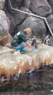 Милота дня: у пингвина из Московского зоопарка случился внезапный прилив нежности.