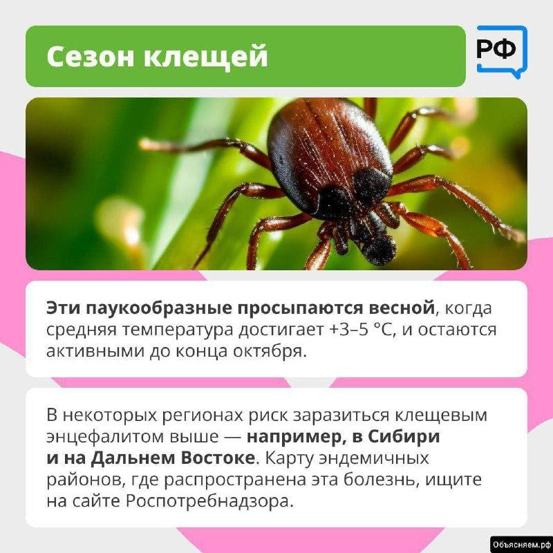 🪲 Что делать при укусе клеща — рассказали жителям Приморья По данным от...