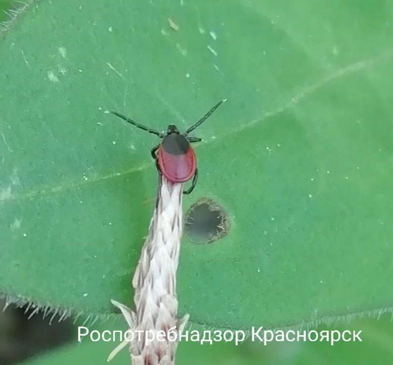Девятилетний мальчик заразился эрлихиозом от клеща