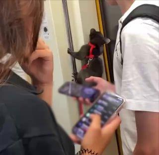 В метро заметили милого безбилетника 🇷🇺 Источник: ЧП МОСКВА