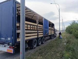 Сотрудники Россельхознадзора не пустили в Ачинск подозрительных коров-...