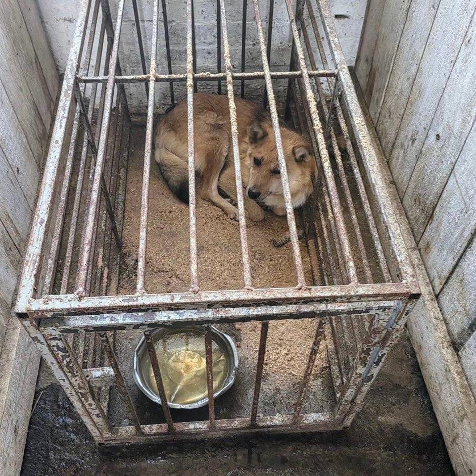 Прокуратура выявила многочисленные нарушения в деятельности приюта для...