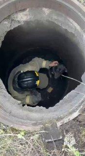 В Усть-Куте спасли собаку, застрявшую в колодце. У центральной котельной...