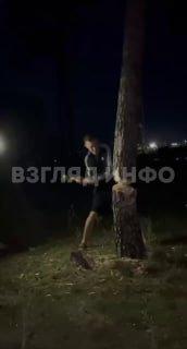 Парень срубил сосну в бору у Минусинской ТЭЦ, чтобы повеселить друзей и...