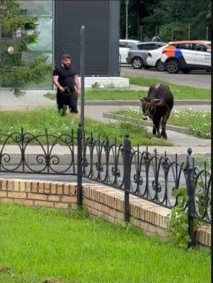 По центру подмосковных Люберец носится огромный бык