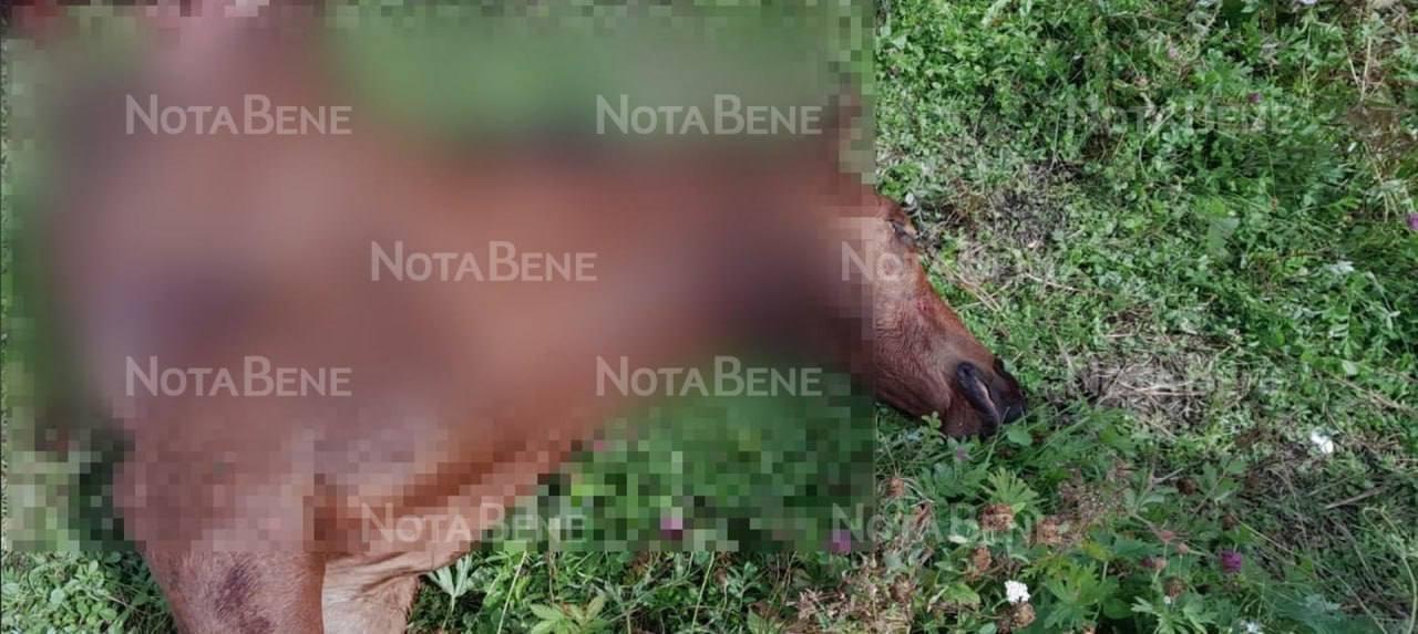 В Хакасии жеребенок вновь стал жертвой хищника