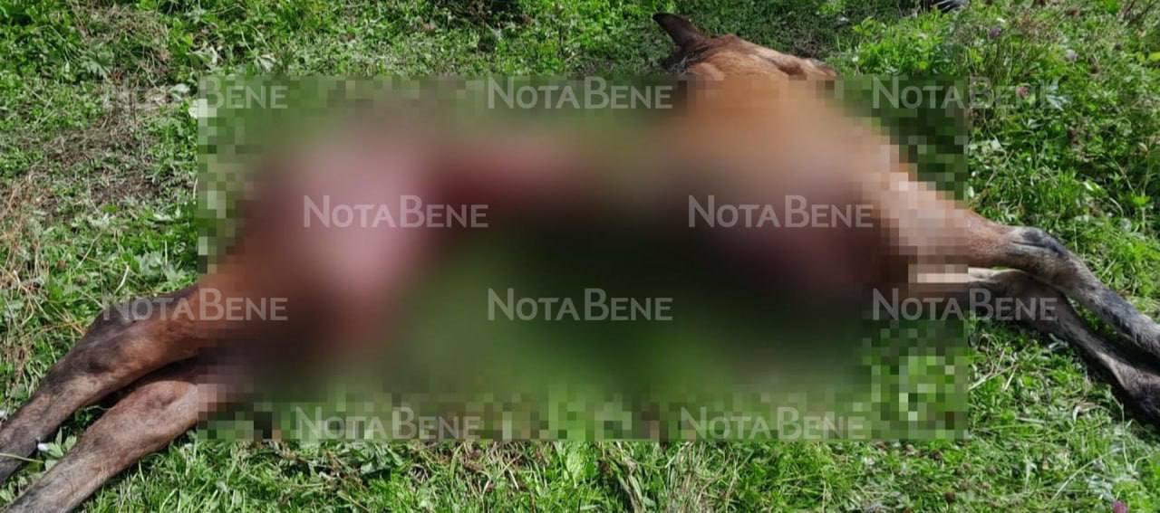 В Хакасии жеребенок вновь стал жертвой хищника
