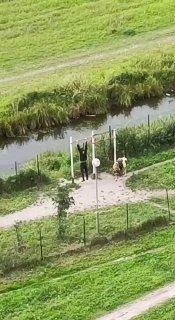 Принц в Марино приехал на коне, чтобы позаниматься на турниках 🇷🇺 Источник:...