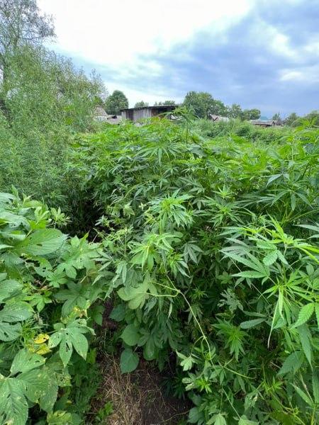 ☘️ 220 кустов конопли обнаружили правоохранители в Красноармейском округе