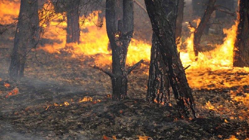 Свердловской области грозит высокая пожарная опасность, несмотря на недавние дожди