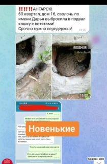 Кошку с котятами выбросила хозяйка в Ангарске