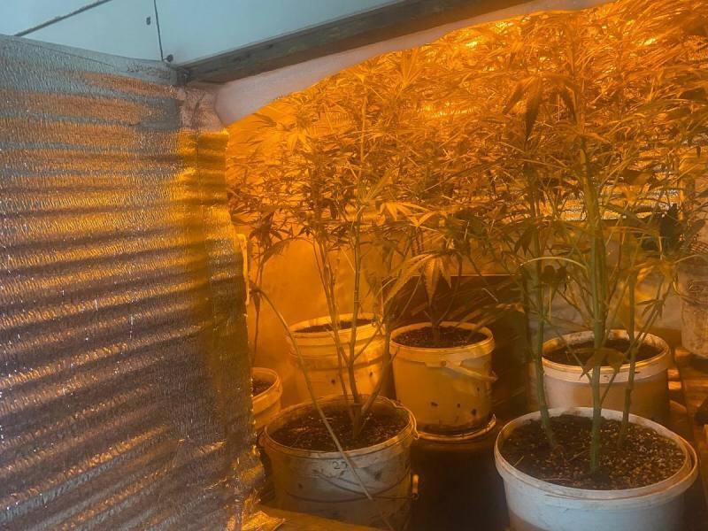 В Новокузнецке суд вынес приговор местному жителю, который выращивал коноплю на своём участке и продавал марихуану. Мужчина получил 4,5 года условно с испытательным сроком 5 лет.