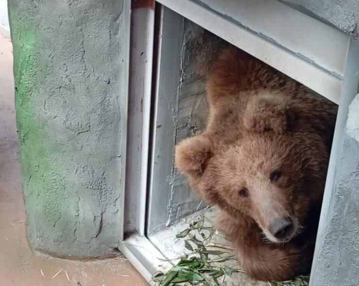 В Екатеринбург приехали мишки из Казахстана