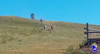 В Кызылском районе нашли похитителя лошадей